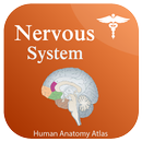 Nervous System Anatomy - Atlas APK