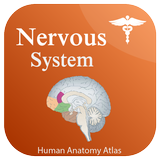 Nervous System icône