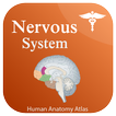 Nervous System Anatomy - Atlas