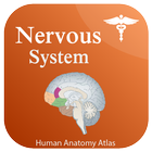 آیکون‌ Nervous System