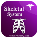 Skeletal System Anatomy APK