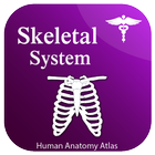 Skeletal System icône
