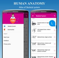 Skeletal System capture d'écran 1