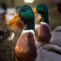 mallard duck calls