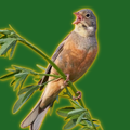 Ortolan Bunting bird
