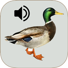 Duck Hunting Calls icon