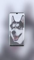 Husky Wallpaper-poster