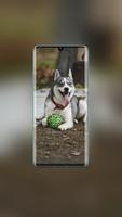 Husky Wallpaper screenshot 1