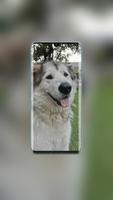 Husky Wallpaper screenshot 2