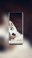 Husky Wallpaper screenshot 3