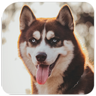 آیکون‌ Husky Wallpaper full hd