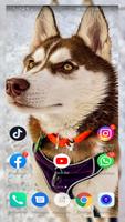 پوستر Husky Wallpaper full hd
