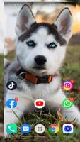برنامه‌نما Husky Wallpaper full hd عکس از صفحه