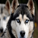 Husky dog ​​wallpapers for mobile APK