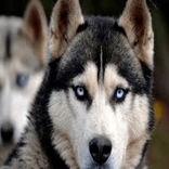 Husky dog ​​wallpapers for mobile