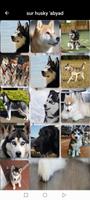 Husky dog ​​wallpapers for mobile capture d'écran 1