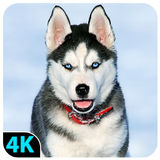 Husky Dog Live Wallpaper 4K APK