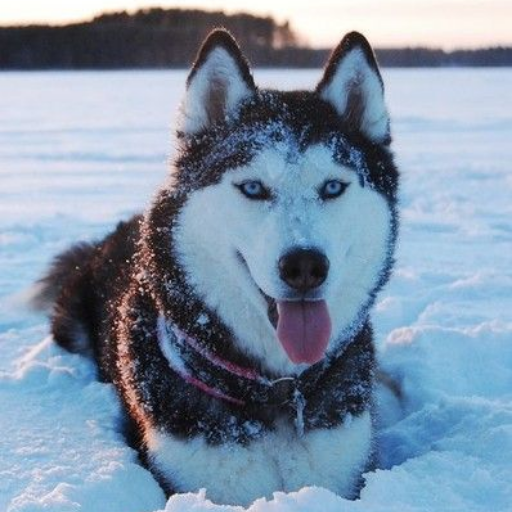 Husky Dog Wallpapers HD 4k