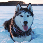 Husky Dog Wallpapers HD 4k أيقونة