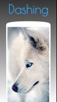 Husky Dog Wallpapers HD 4k imagem de tela 1