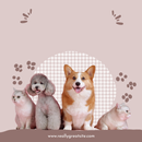 Pet Translator - Pet Prank APK