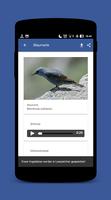 Vogelstimmen : Ruf & Gesang screenshot 2