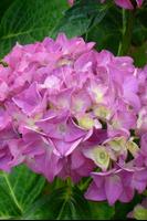 Hydrangea Flower Wallpapers постер