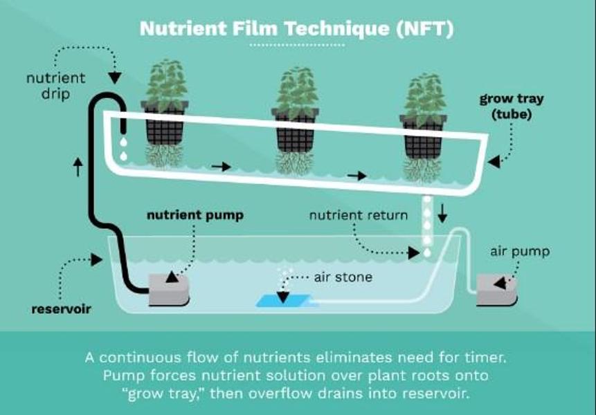Что такое nft. Система питательного слоя (NFT). Техника питательного слоя NFT. NFT площадки. NFT изображения.