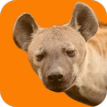 Hyena Sounds