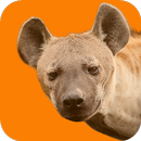 Hyena Sounds APK