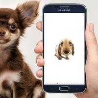Funny Dog Stickers poster