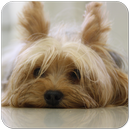 Yorkshire Cute Puppy - Fonds d'écran chien gratuit APK