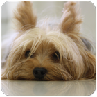 Yorkie Cute Puppy icon