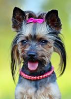 Yorkshire Cute Puppy - Fonds d'écran chien gratuit Affiche