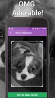 Yorkshire Cute Puppy - Fonds d'écran chien gratuit capture d'écran 2