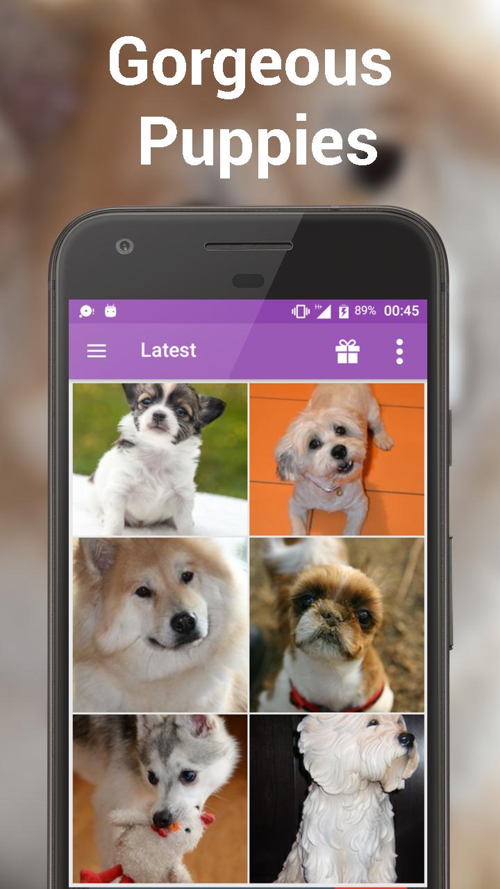 Android 用の ヨークシャーかわいい子犬 無料犬の壁紙 Apk をダウンロード