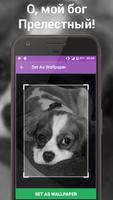 Йоркширский Cute Puppy - Free Dog Wallpapers скриншот 3
