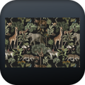 Zoo animals