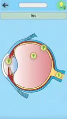 Anatomy Game APK 下載