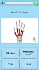Anatomy Game APK 下載