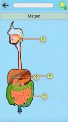 Anatomie Spiel APK Herunterladen