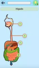 Descargar APK de Anatomía