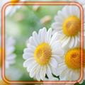 CamomilesNature