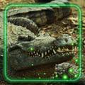 Crocodiles Photo