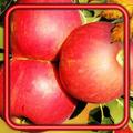 Apples Fresh