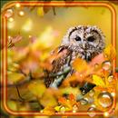 Autumn Forest Birds HD APK