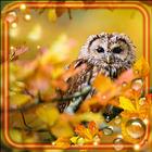 Autumn Forest Birds HD icône