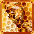 Bee Honey
