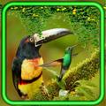 Birds of Jungles