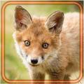 Fox Seasons